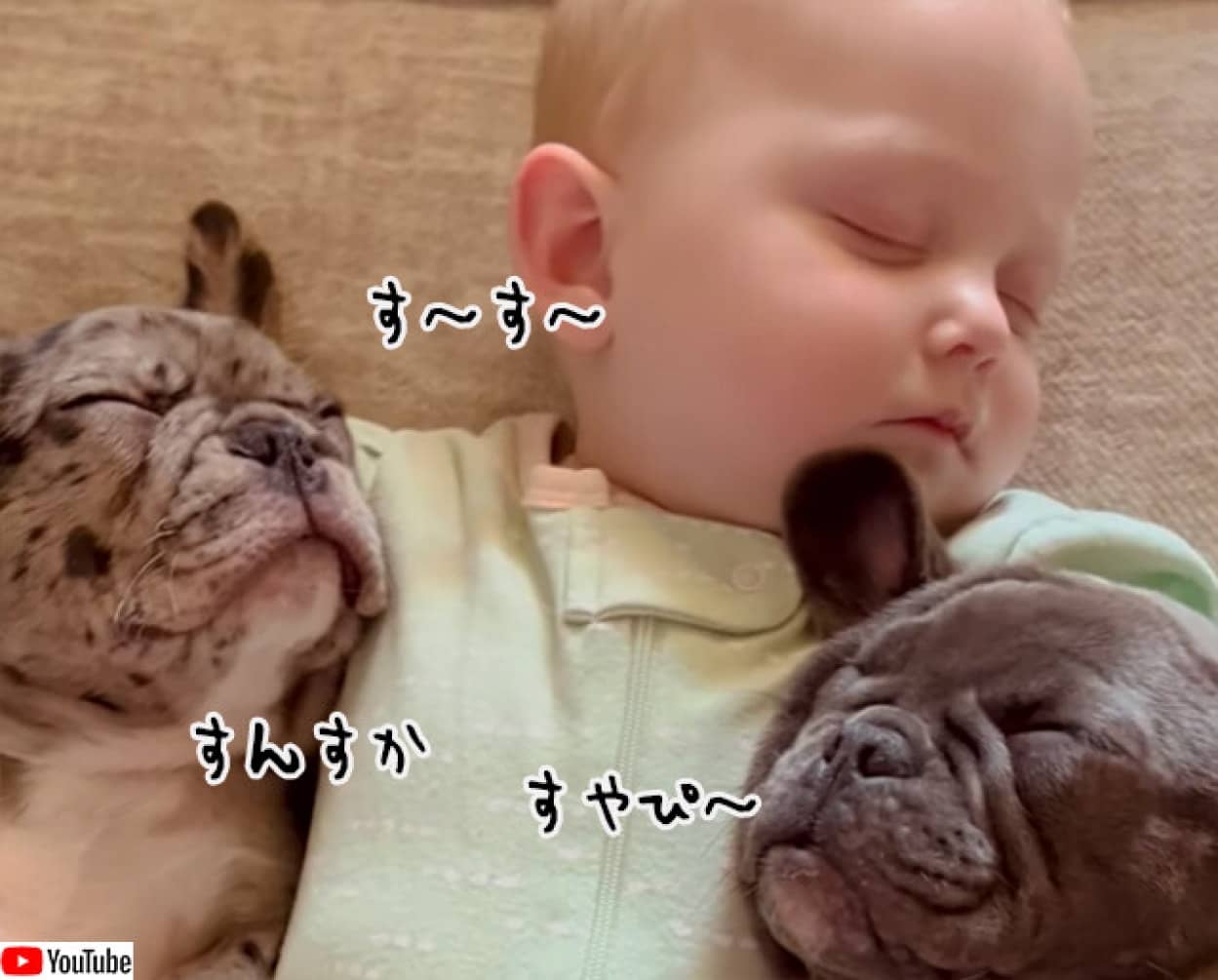 世界一かわいい 川の字 赤ちゃんの両脇で犬がお昼寝 カラパイア