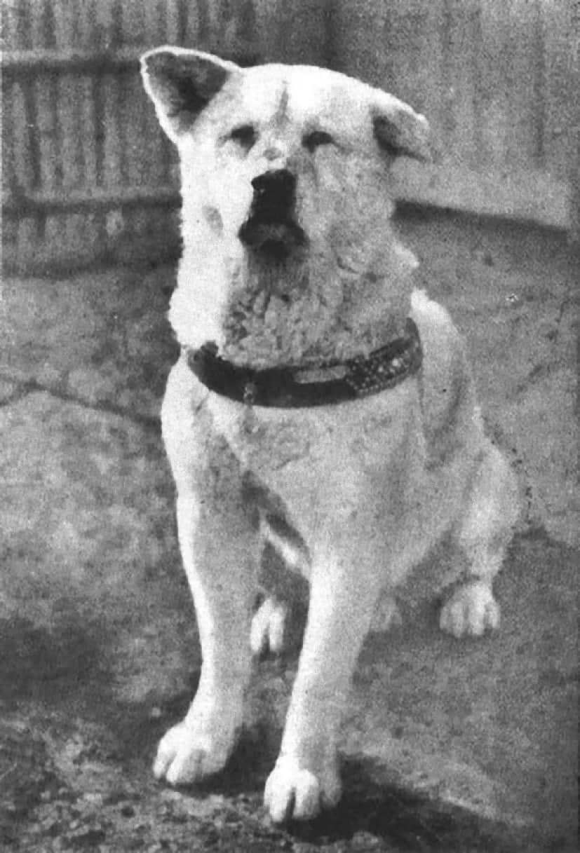 Hachiko_e