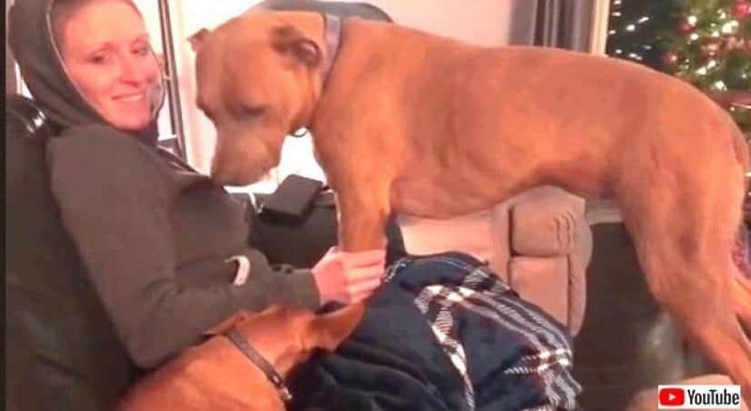 犬 お腹に赤ちゃんがいるのね 飼い主が妊娠していることに気がついた瞬間 愛犬はこうした カラパイア 犬 お腹に赤ちゃんがいるのね 飼い主が妊娠していることに気がついた瞬間 愛犬はこうした カラパイア