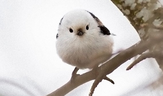 森の妖精 雪の妖精 とにかく爆きゅん ふっくらかわいい鳥 シマエナガ カラパイア