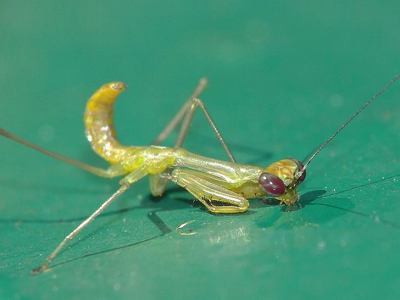 insect drinking drink 5
