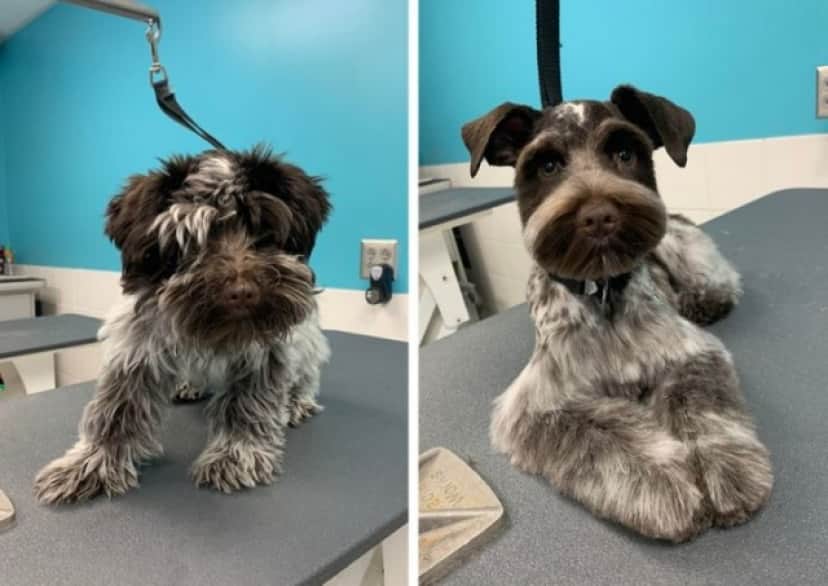 すっきり で変身 犬のヘアカット ビフォア アフター カラパイア すっきり で変身 犬のヘアカット ビフォア アフター カラパイア