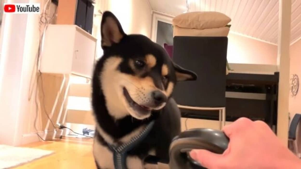 野生の掃除機が現れた 柴犬はどうする アウアウアウアオーン カラパイア 野生の掃除機が現れた 柴犬はどうする アウアウアウアオーン カラパイア