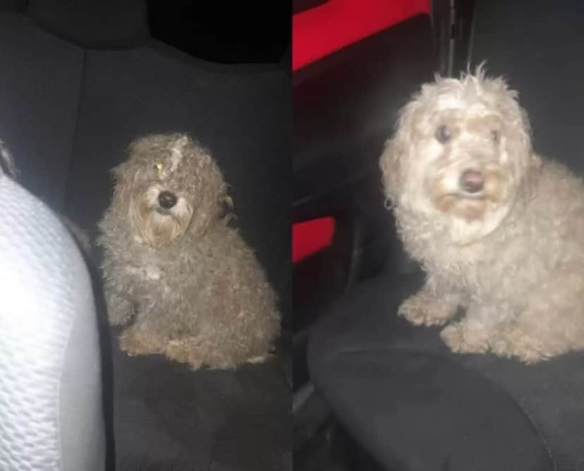 dog in Chille4_e