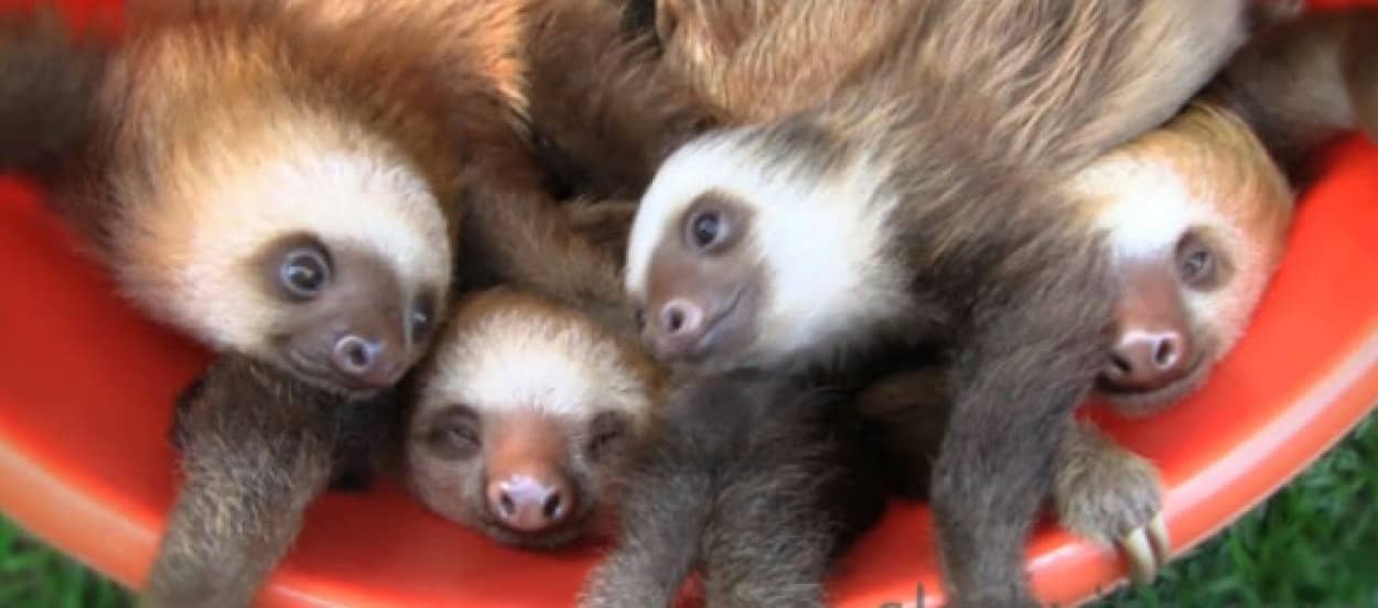 へい ナマケモノおまちー バケツ一杯に入ったナマケモノ カラパイア