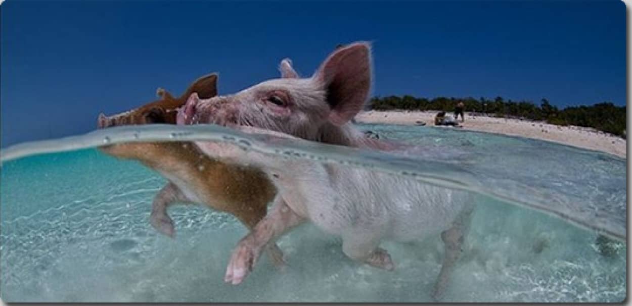豚と一緒に泳げる島 カリブ海の楽園 バハマのエグズーマ島 カラパイア