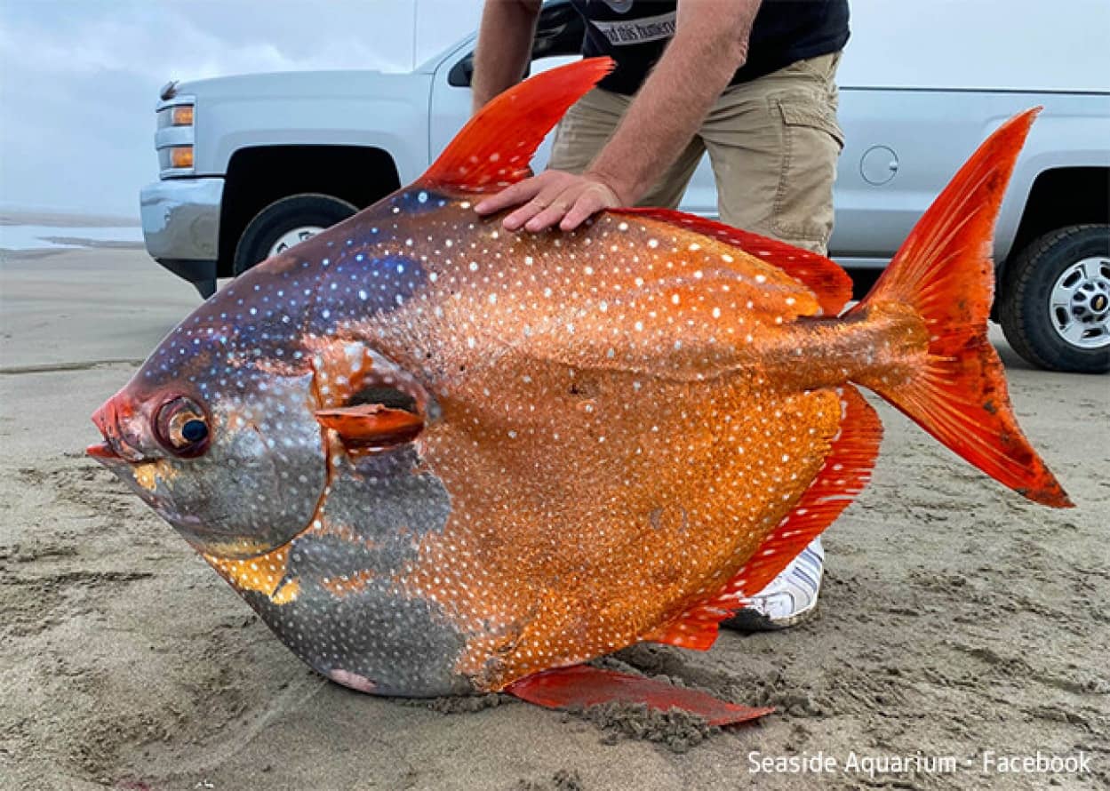 アカマンボウがオレゴン州の海岸に打ち上げられる