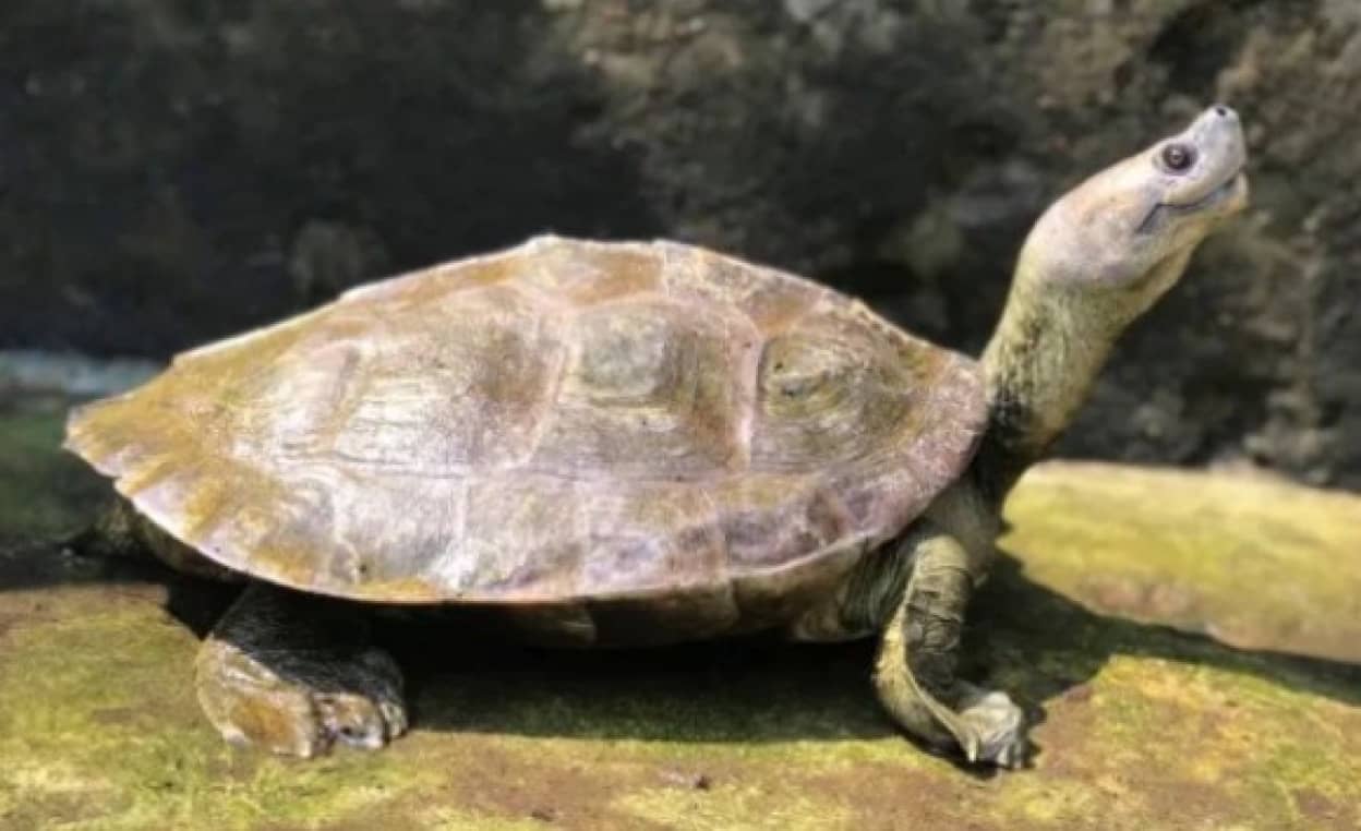 笑顔に見える亀 一度は絶滅したと思われていたが熱心な保護活動で危機を免れる ミャンマー カラパイア