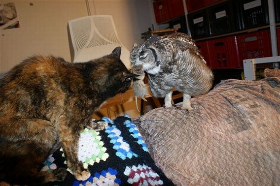 caring_owl_03