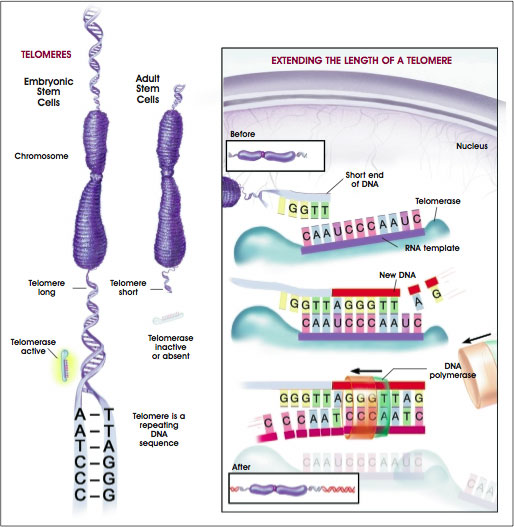 telomere