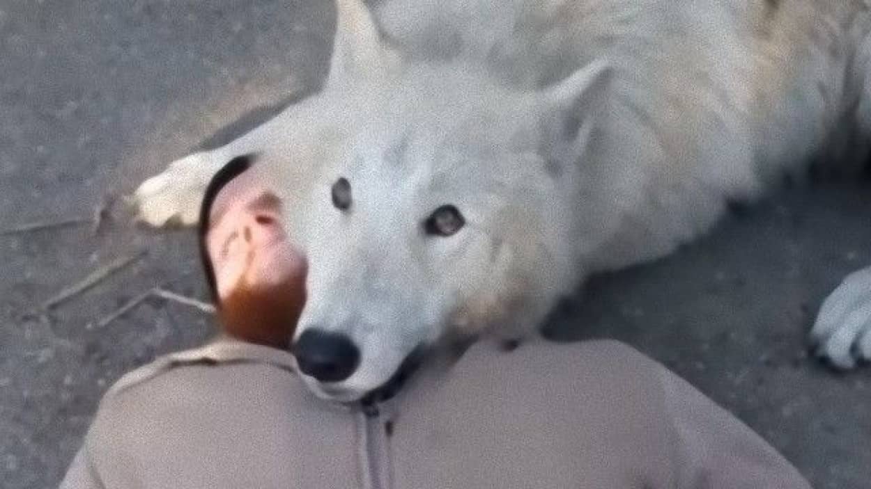 オオカミだって甘えたい オオカミのモフ要求がうらやまけしからん件 カラパイア