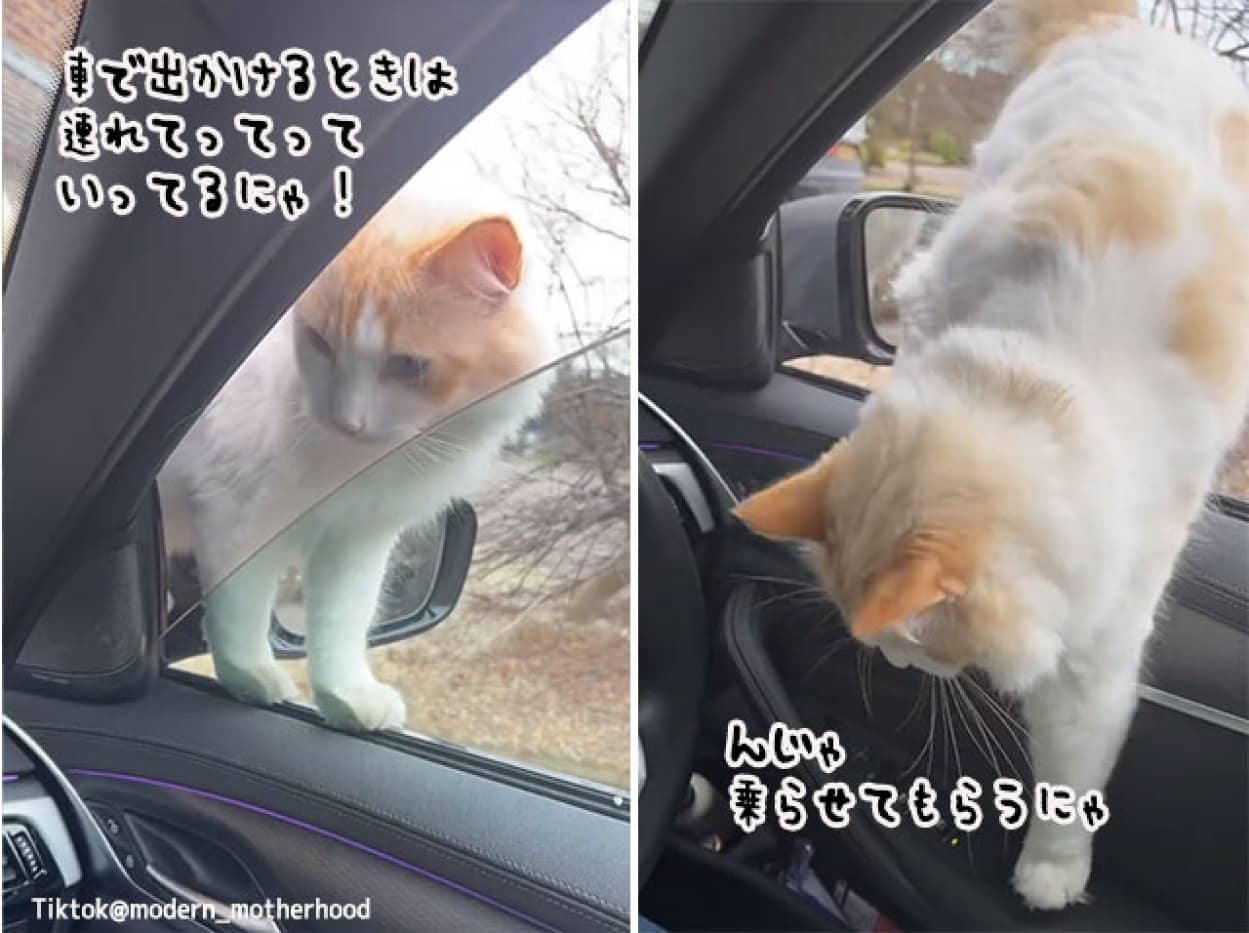 車に乗るのが大好きな猫、飼い主が車にいると駆け寄ってくる
