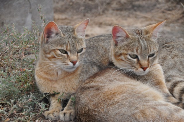 ヤマネコがいつ、どのように人間の飼い猫になったのか？飼い猫のルーツを探る研究（ポーランド）