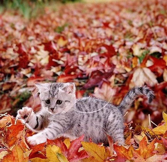 秋猫は嫁に食わせるな 秋を感じさせる猫の画像枚 カラパイア