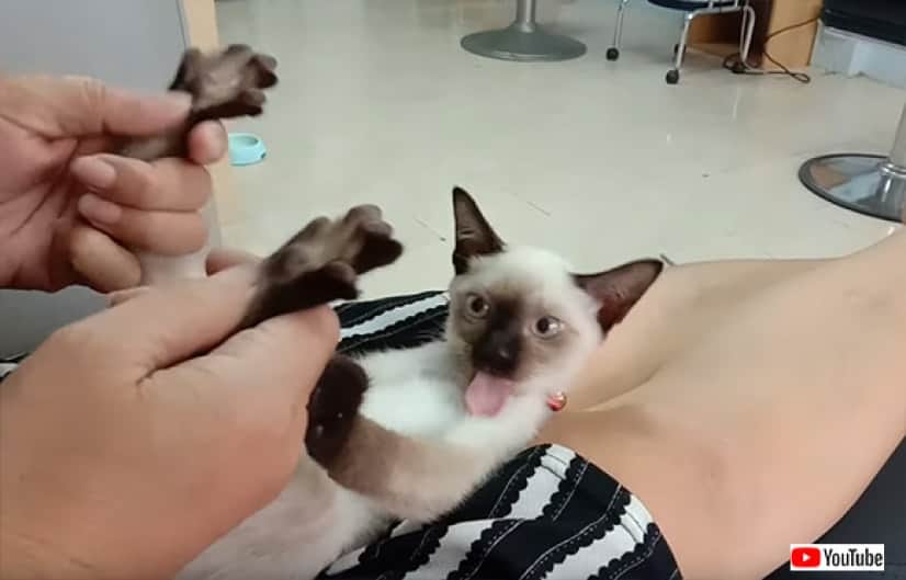 飼い主に足裏マッサージされると連動して舌が動く猫 カラパイア 飼い主に足裏マッサージされると連動して舌が動く猫 カラパイア