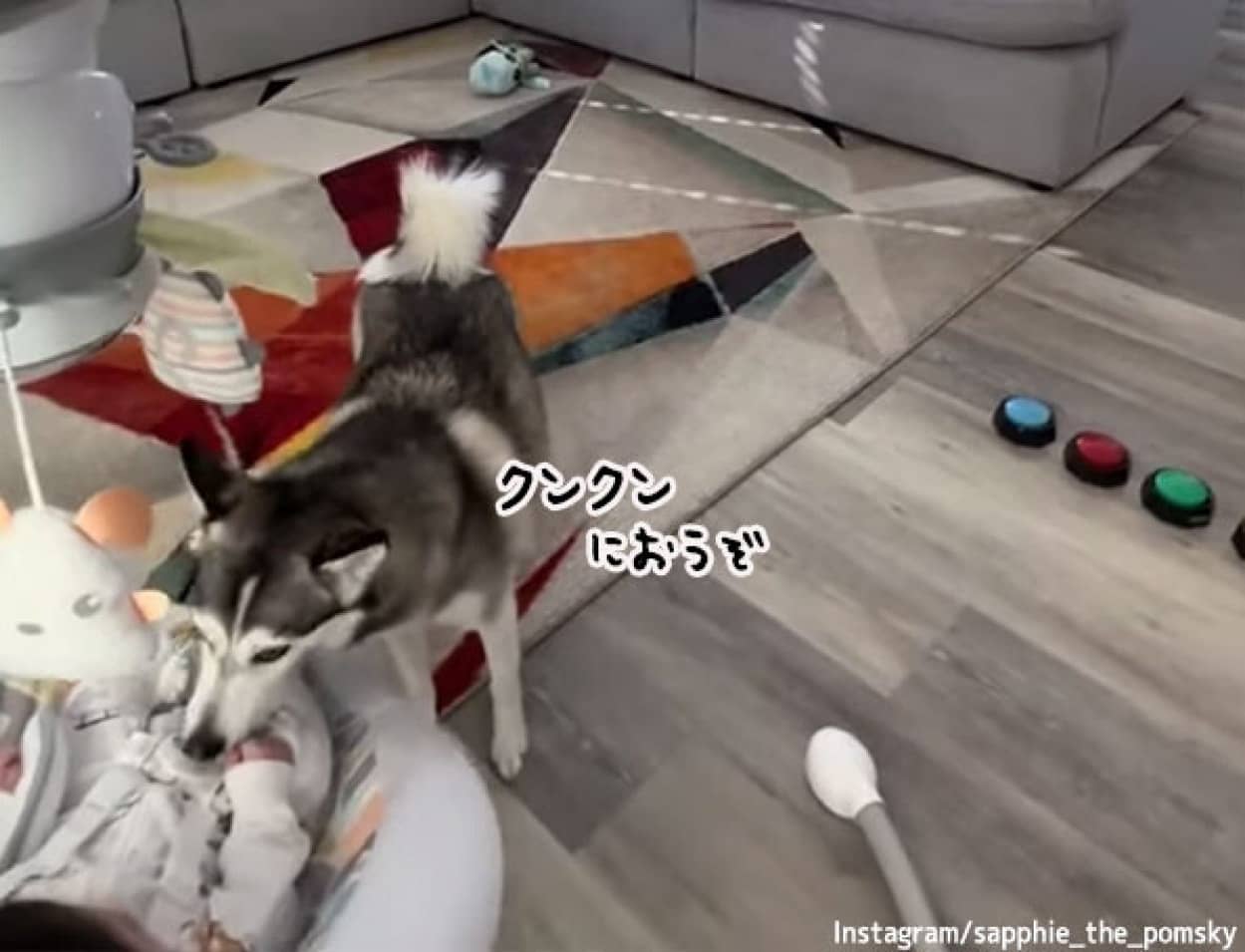 赤ちゃんのおむつ交換のタイミングをボタンを押して飼い主に知らせる犬