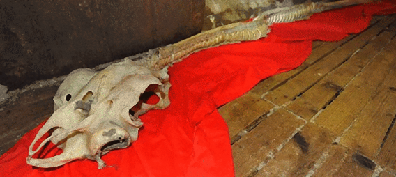 伝説のドラゴン それとも 中国で発見された巨大な水中生物の骨 カラパイア