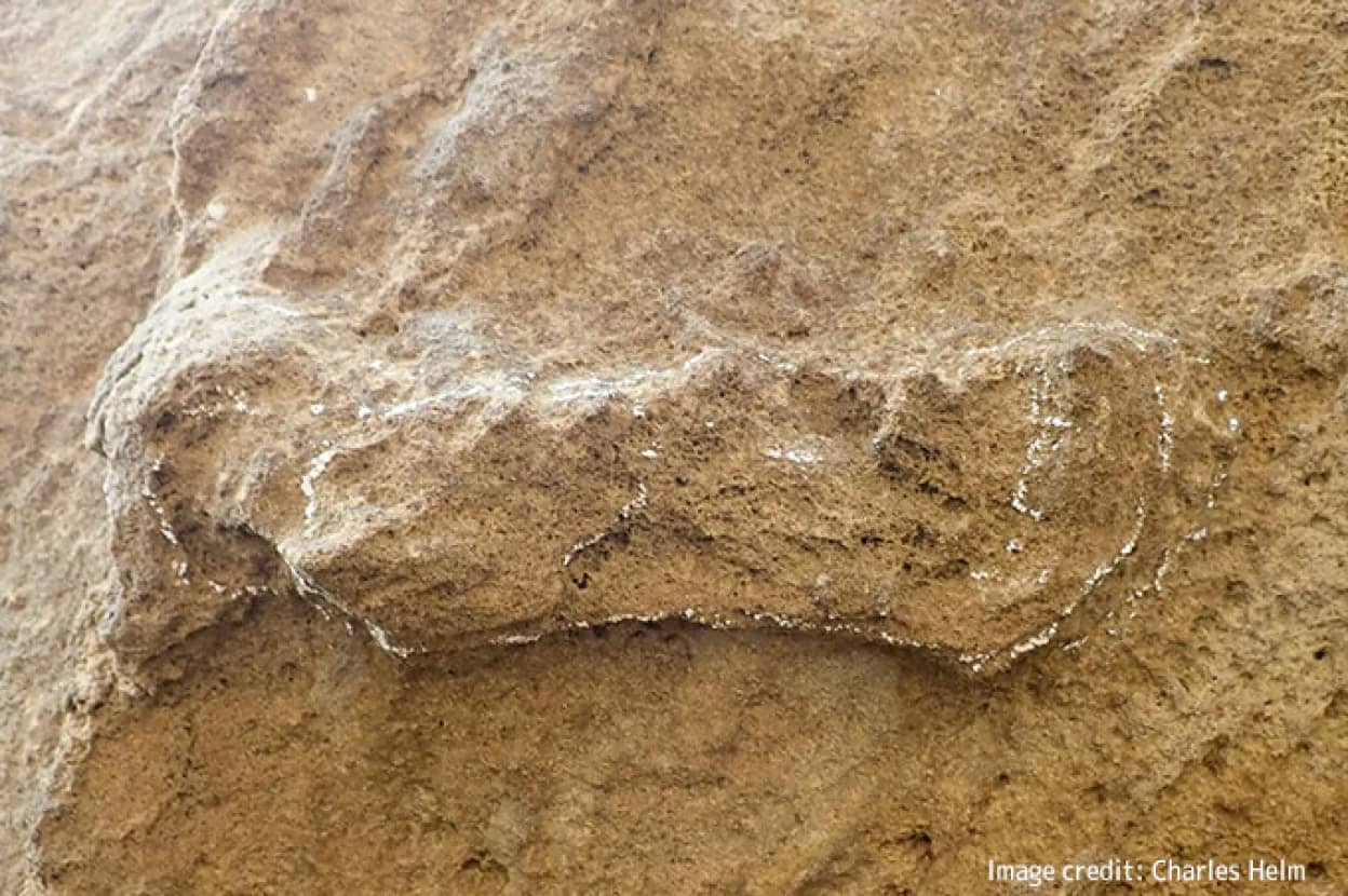 史上最古、15万3000年前のホモ・サピエンスの足跡を発見