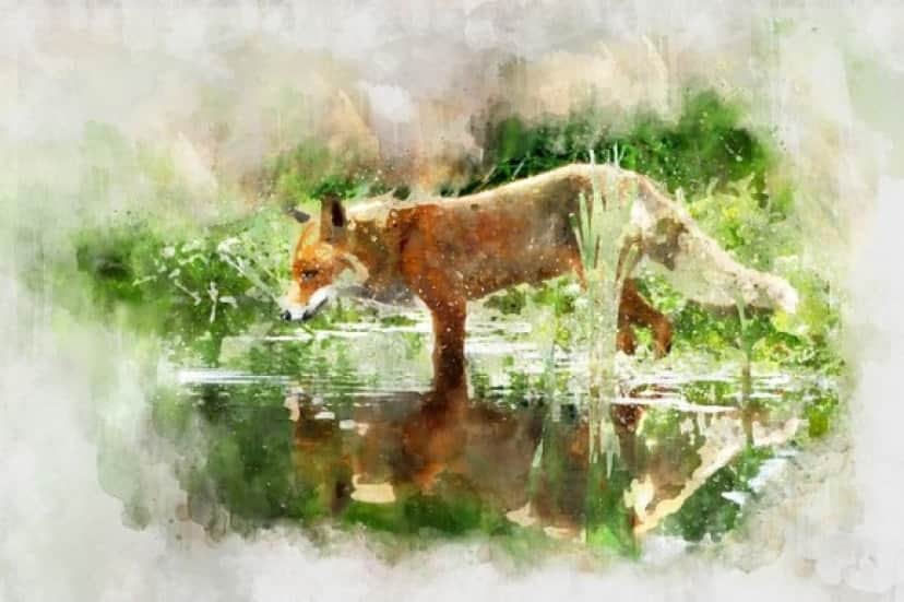 fox-3184118_640_e