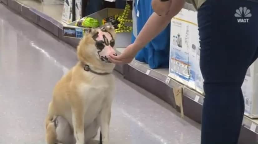 dog2_e0