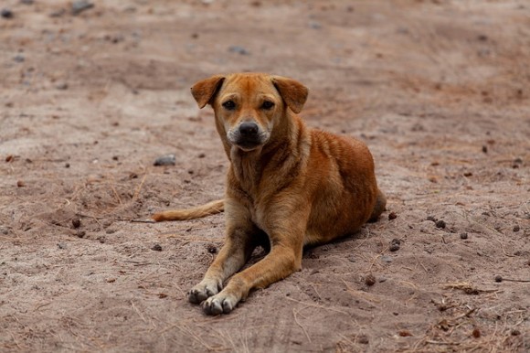 フードデリバリーのアプリで野良犬に食べ物を配達する男性。それにはこんな事情があった（インド）