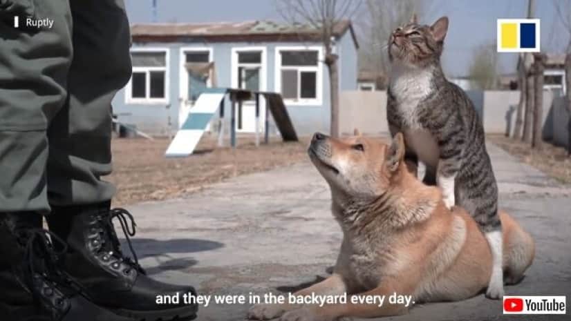 ビックリ賢い元野良猫がみごとな芸を披露 中国の元兵士が愛猫をトレーニングしてみた結果 カラパイア