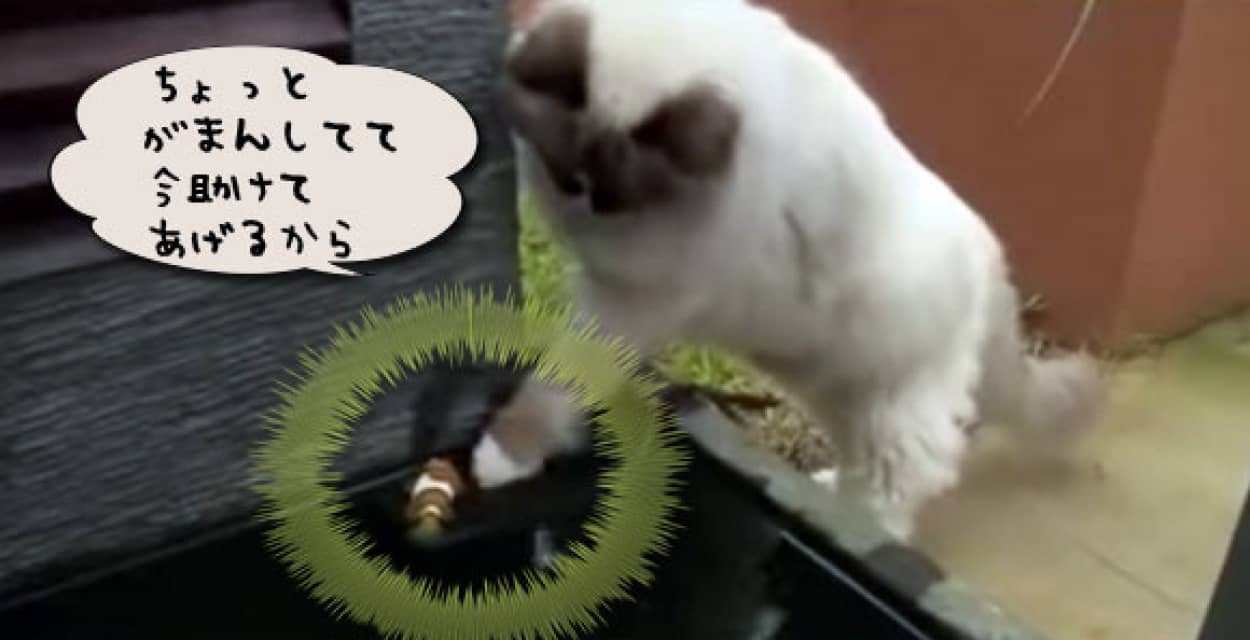 これはどうみても助けてますわ 猫氏 魚を助け颯爽と去っていく カラパイア これはどうみても助けてますわ 猫氏 魚を助け颯爽と去っていく カラパイア