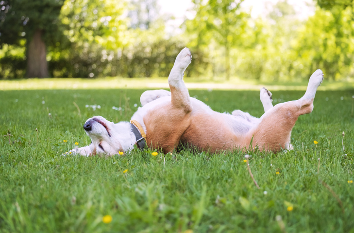 犬が死んだふりしてるけど騙されないで！飼い主が警告の看板を出す