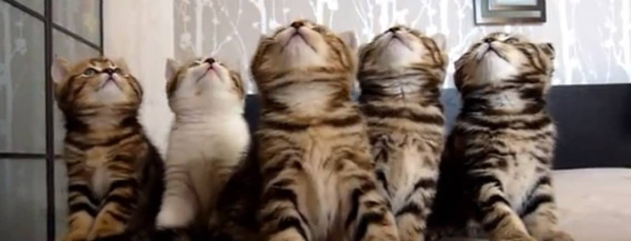 5匹の子猫のシンクロ体操がはじまるよ カラパイア