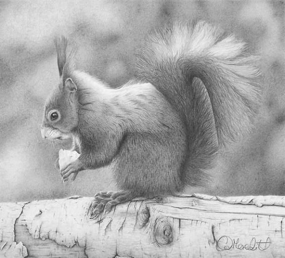 繊細なタッチと忠実な写実 鉛筆で描いた動物たちの ハイパーリアリズム画 カラパイア 繊細なタッチと忠実な写実 鉛筆で描いた動物たちの ハイパーリアリズム画 カラパイア
