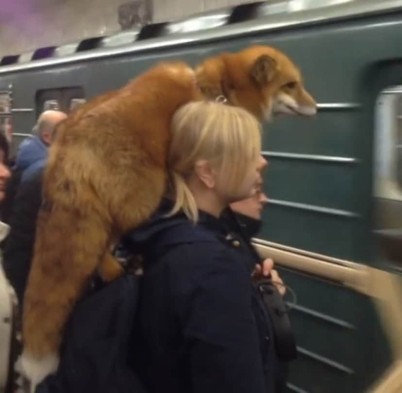 毛皮 ぬいぐるみ リアルファー キツネかな