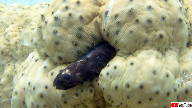 ナマコのおしりから体内に侵入し、ちゃっかりと隠れ住む小型の魚「カクレウオ」