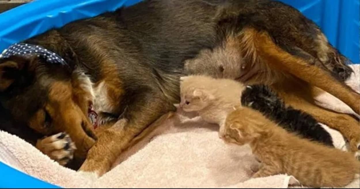 我が子を失った母犬が子猫たちの母親に