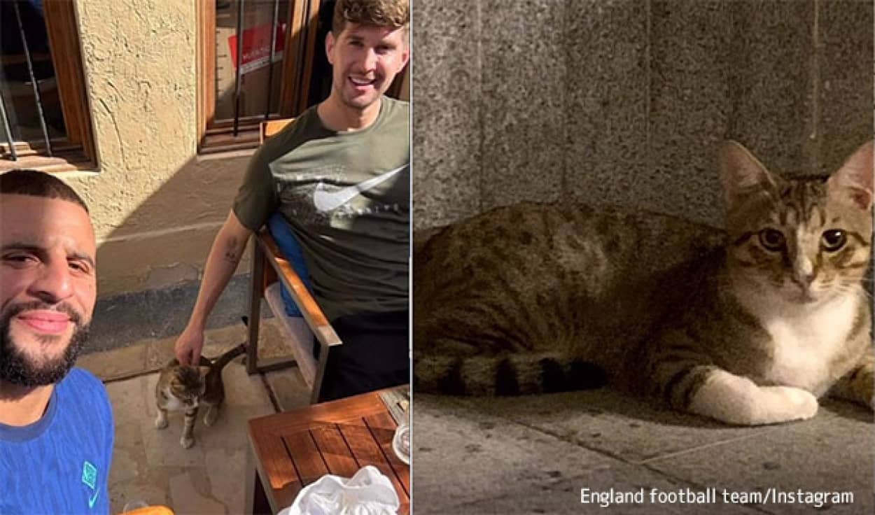 ワールドカップ会場で出会った猫をお持ち帰りするイングランドチーム