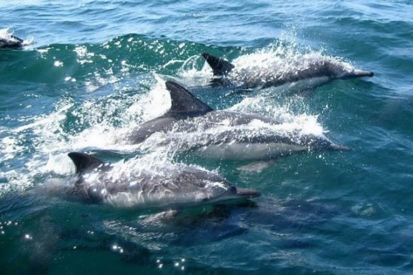dolphins-327051_640_e