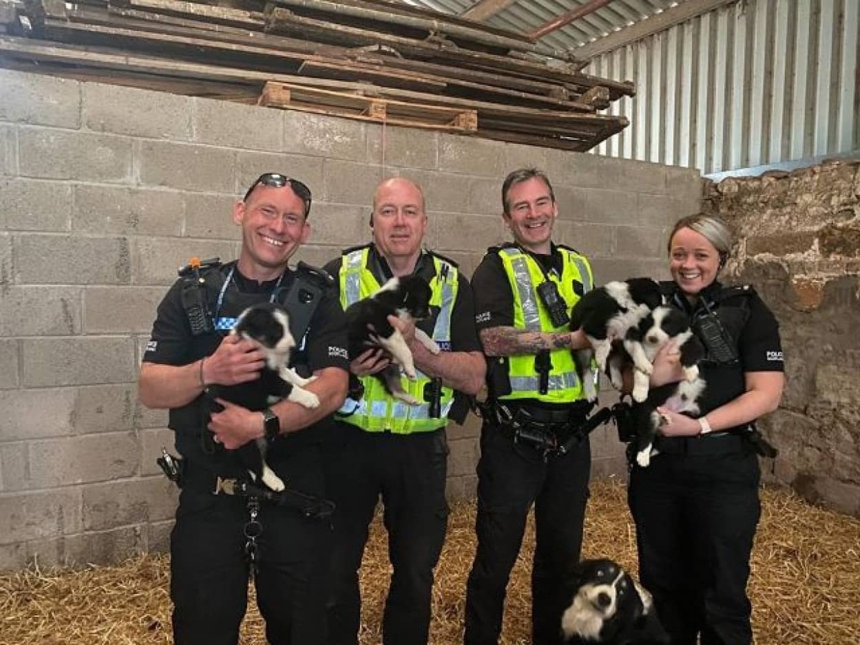 8匹のボーダーコリーの子犬が盗まれた 地元警官の力もあって無事にママと再会で記念撮影 海外の反応 カラパイア