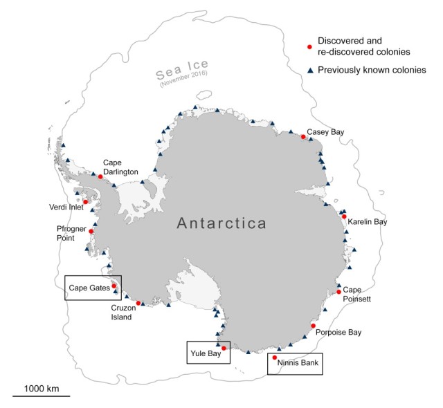 コウテイペンギンの知られざるコロニーが南極大陸で続々と発見される うんちっちを人工衛星で追跡 エンタメウィーク