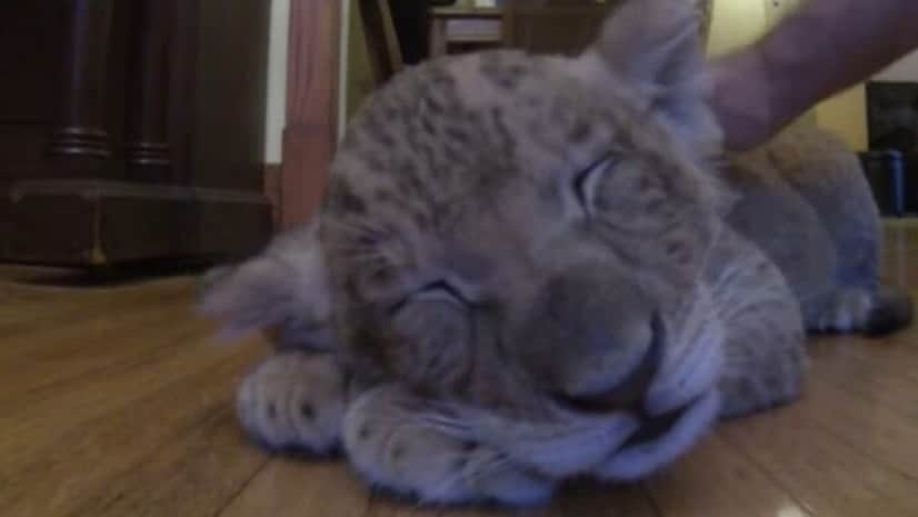 小さく生まれたライオン 里親さん宅でモフられてごろにゃんとリラックス カラパイア 小さく生まれたライオン 里親さん宅でモフられてごろにゃんとリラックス カラパイア