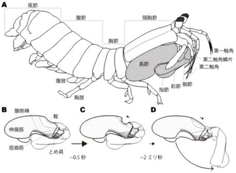 Ultrafast_movement_figS_e