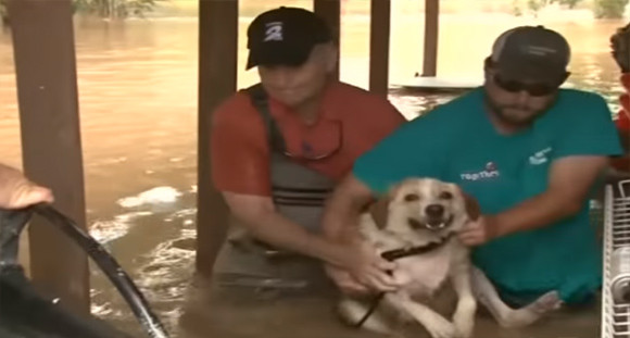 洪水の中玄関に鎖に繋がれ身動きが取れなくなっていた犬 保安官に救助されそのまま家族に アメリカ カラパイア 洪水の中玄関に鎖に繋がれ身動きが取れなくなっていた犬 保安官に救助されそのまま家族に アメリカ カラパイア