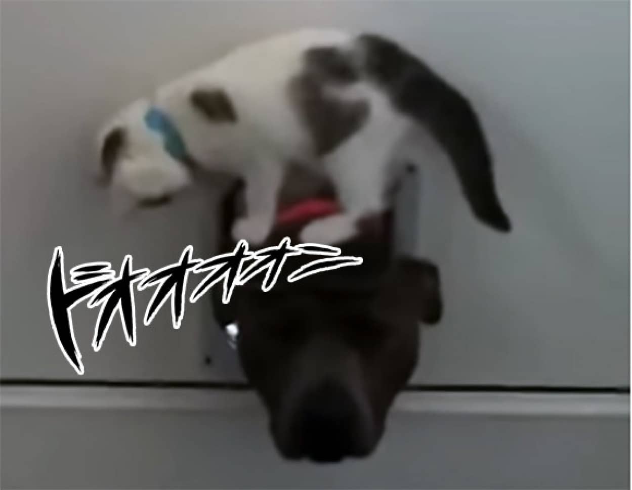 絶対に犬を家に入れたくない猫 犬がペットドアから入ろうとすると鉄壁の防御 カラパイア 絶対に犬を家に入れたくない猫 犬がペットドアから入ろうとすると鉄壁の防御 カラパイア