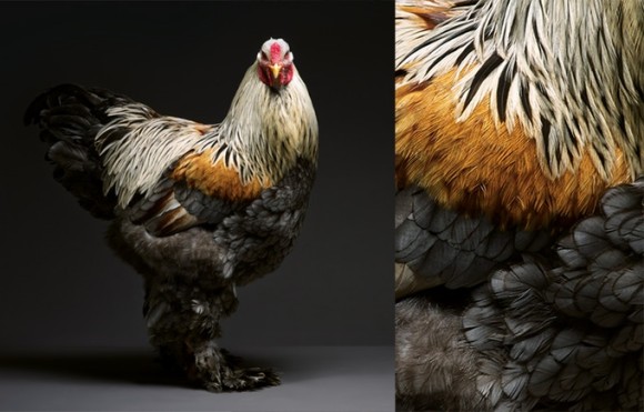 ニワトリってビューティフル その美しさを余すところなくとらえたニワトリの大型ビジュアル本 Chicken が販売決定 カラパイア