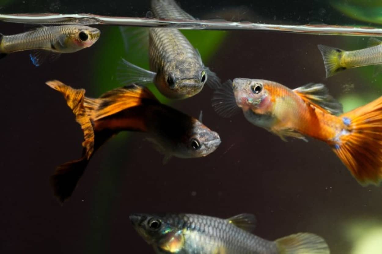 海に流れ込んだ抗うつ剤が魚をゾンビ化させるという研究結果