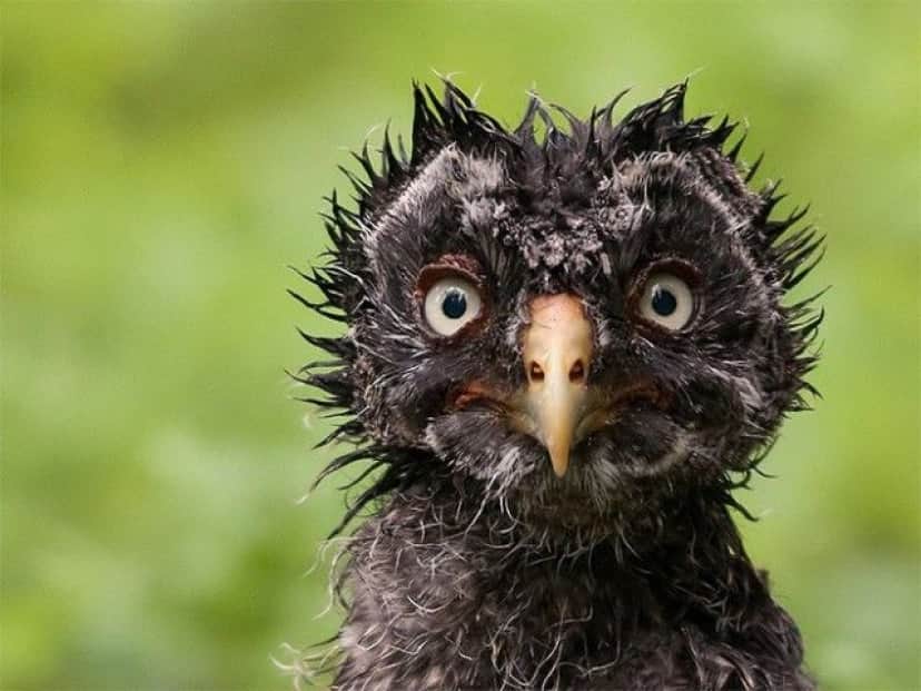 なかったことにしてしまいたい 動物たちの変顔 変ポーズを写しちゃった写真を集めてみた カラパイア なかったことにしてしまいたい 動物たちの変顔 変ポーズを写しちゃった写真を集めてみた カラパイア
