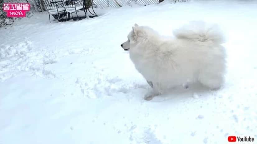 冬だ サモエドの季節がやって来た 雪の中を大はしゃぎで走り回る犬 カラパイア 冬だ サモエドの季節がやって来た 雪の中を大はしゃぎで走り回る犬 カラパイア