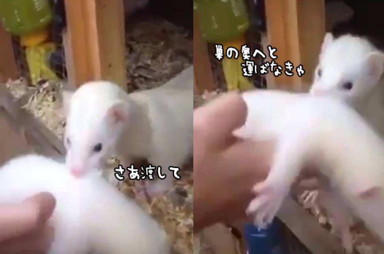 この子は運んだ さあこの子も運ばなきゃ フェレットのお母さん飼い主の手もまるごと巣穴に引き入れようと必死 カラパイア この子は運んだ さあこの子も運ばなきゃ フェレットのお母さん飼い主の手もまるごと巣穴に引き入れようと必死 カラパイア