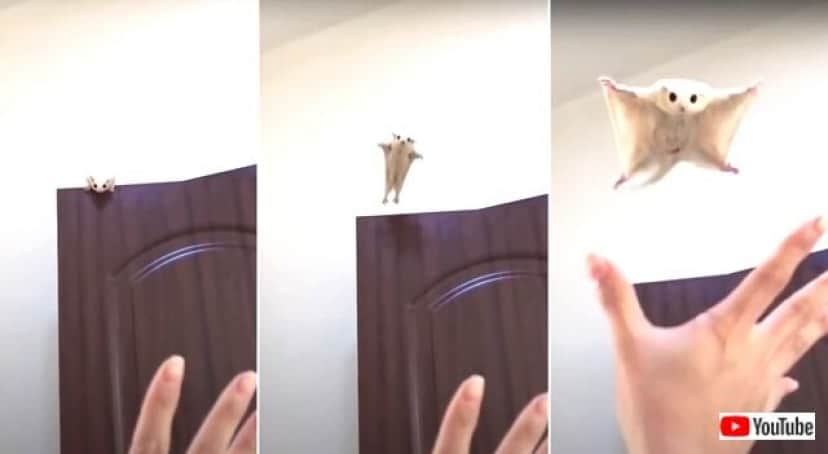 ペットのフクロモモンガ いっくよ と飼い主さんの手を目指して空を飛びまくる エンタメウィーク