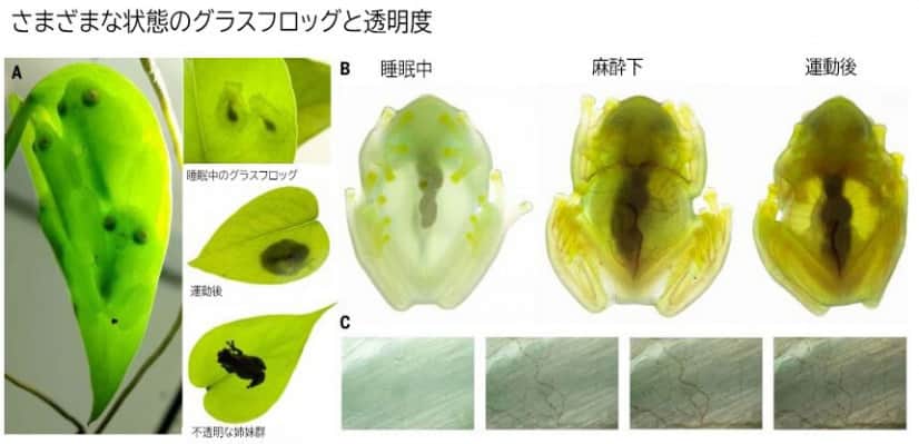 さまざまな状態のグラスフロッグと透明度