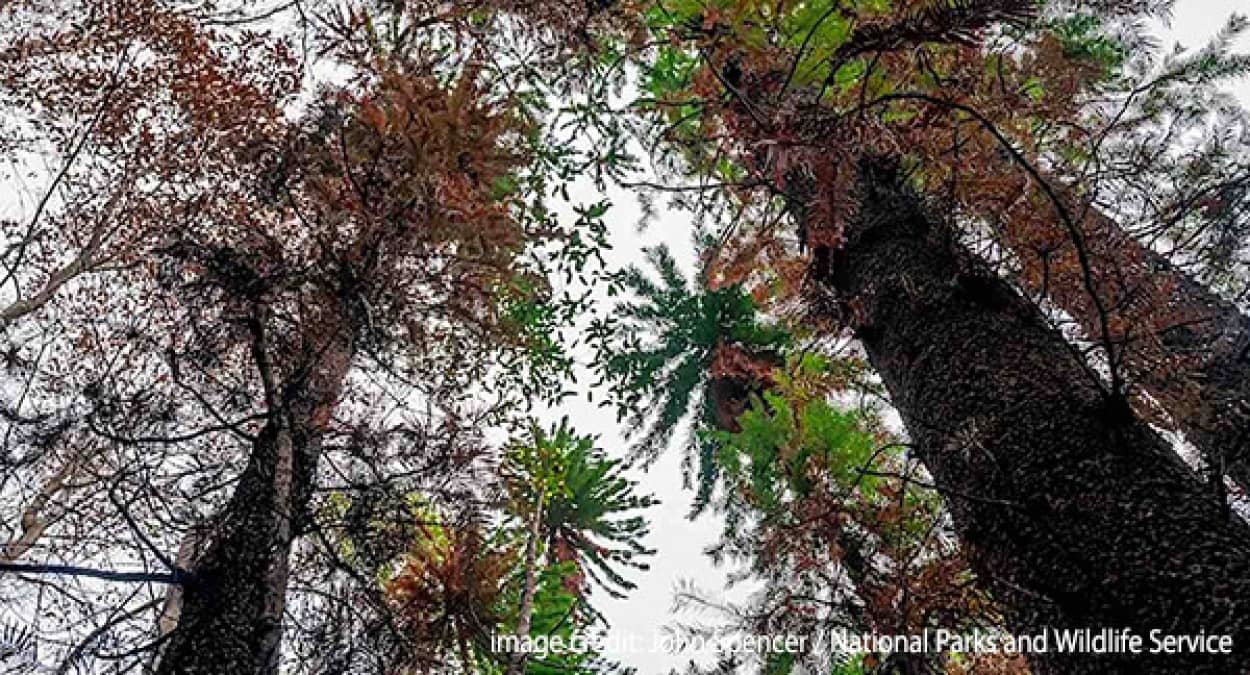 恐竜時代から生き延びている常緑樹「ジュラシックツリー」の再生計画
