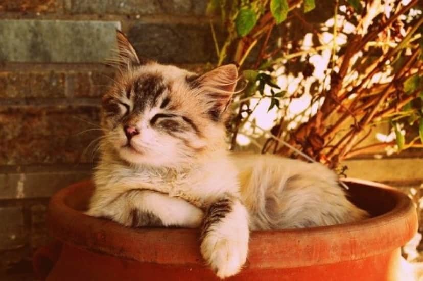 kitten-asleep-in-a-pot-1995961_640_e